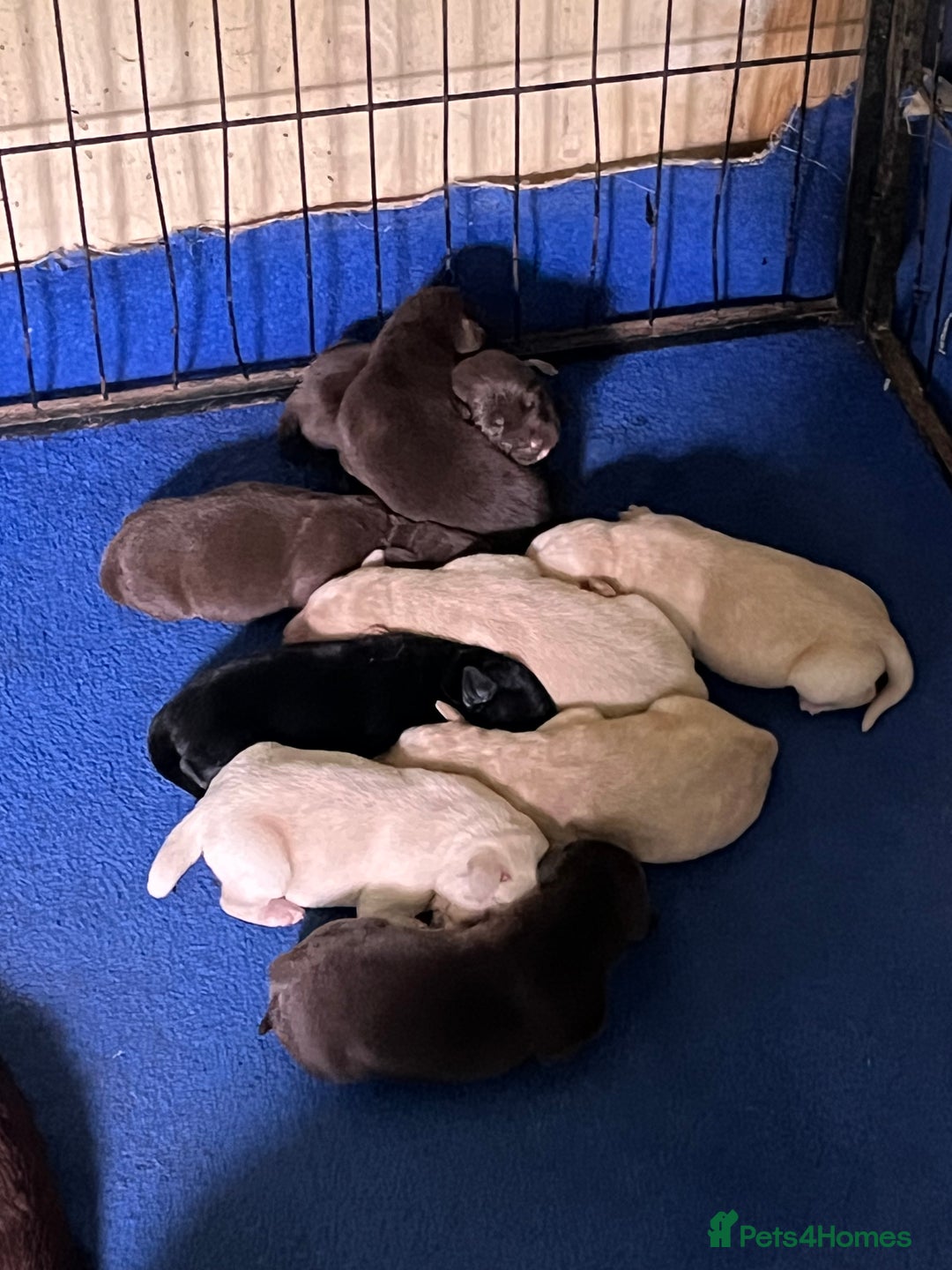 Labrador Retriever dogs for sale: Labrador puppies - Advert 3