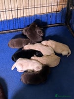 Labrador Retriever dogs Labrador puppies - Advert 2