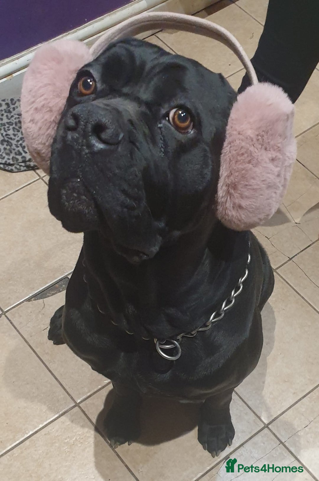 Mixed Breed dogs for sale: American pocket Corso puppies  - Advert 11