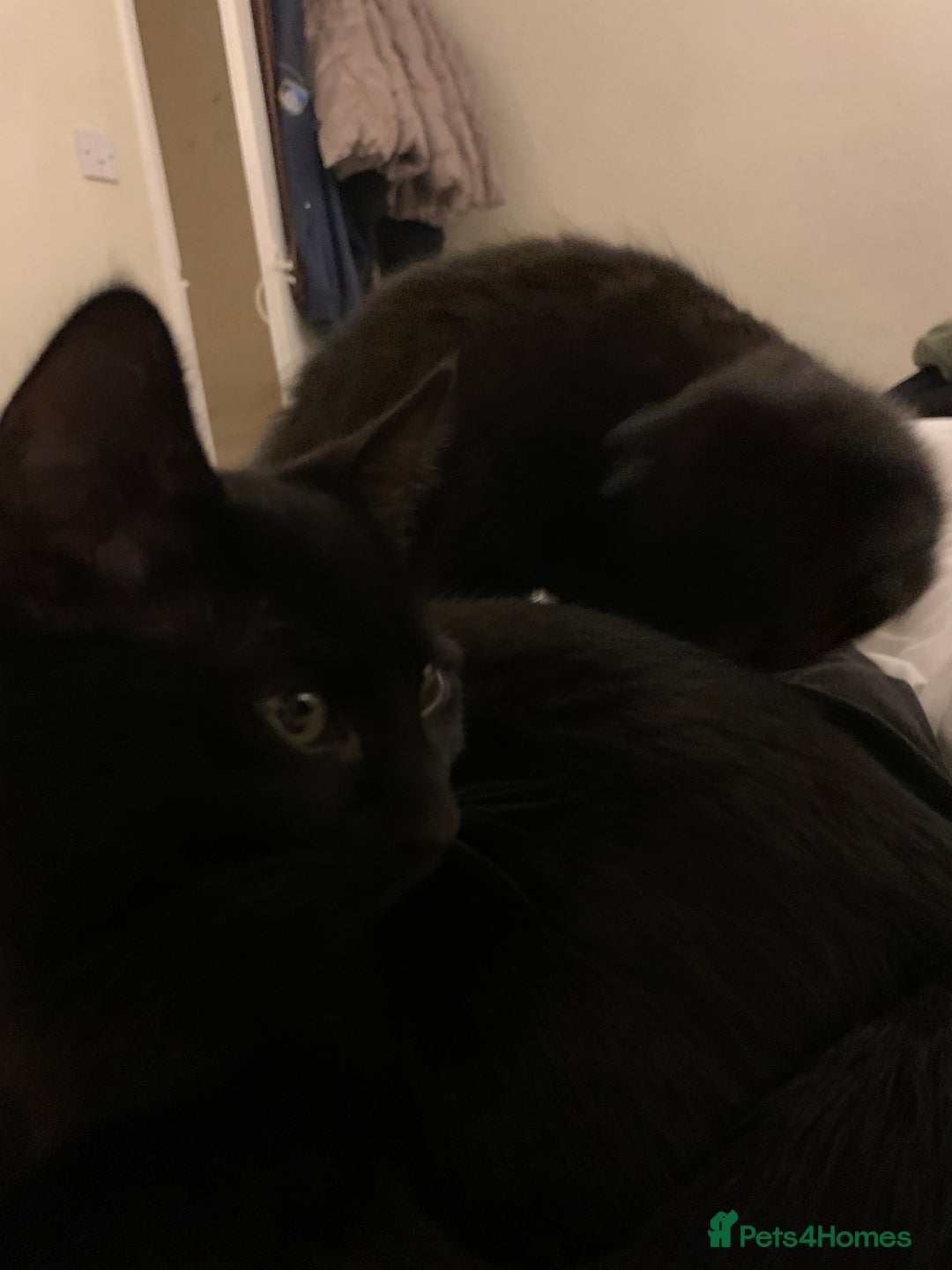 British Shorthair cats for sale: Beautiful British Shorthair Litter of 2 - Advert 6