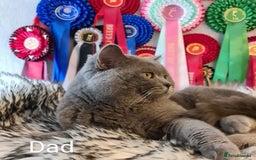 British Shorthair cats for sale: ⚜️British ShortHair Blue &Lilac kittens ⚜️GCCF ⚜️ - Image 11
