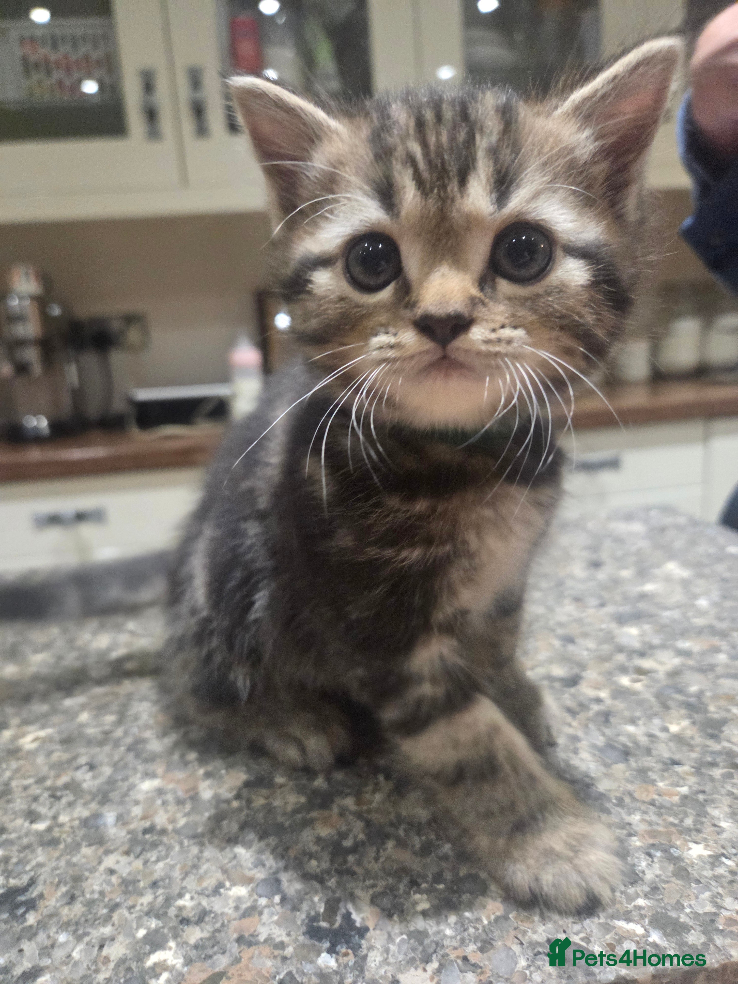 Persian cats for sale: Persian Cross tabby kittens for sale  in Warminster - Advert 6