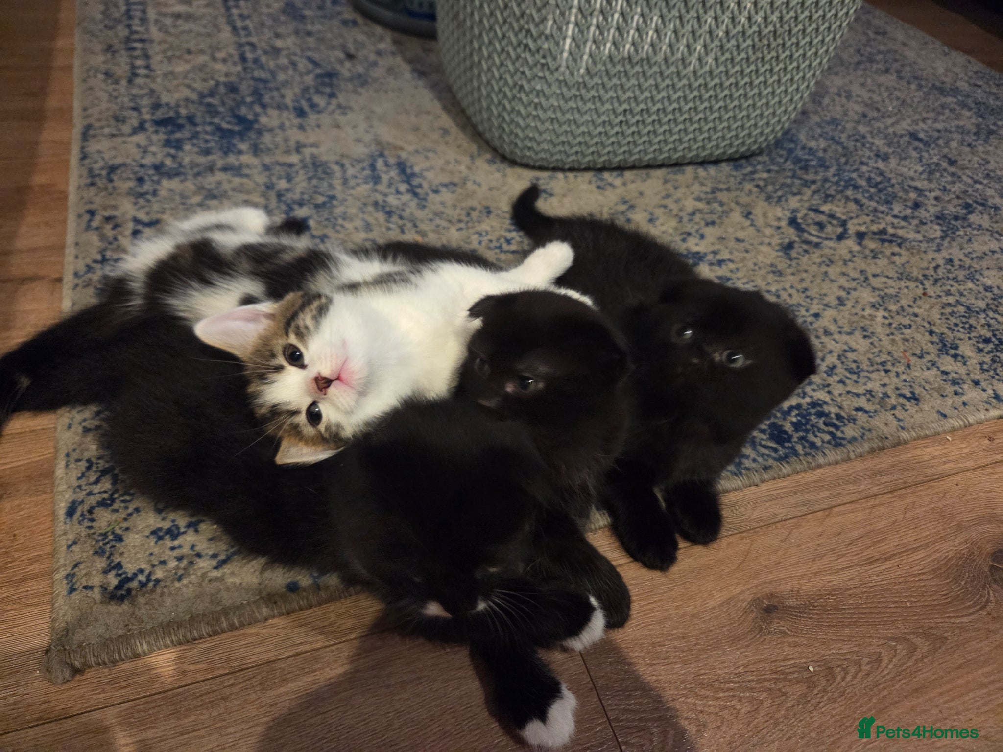 Mixed Breed cats 4 female kittens - Advert 1