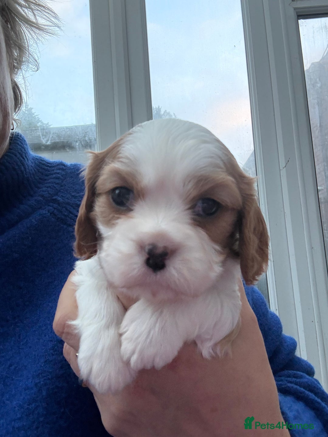 Cavalier King Charles Spaniel dogs for sale: Adorable Cavalier King Charles Spaniel  - Advert 28