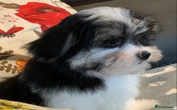 Maltese dogs for sale: Adorable little Maltese puppies  - Image 16