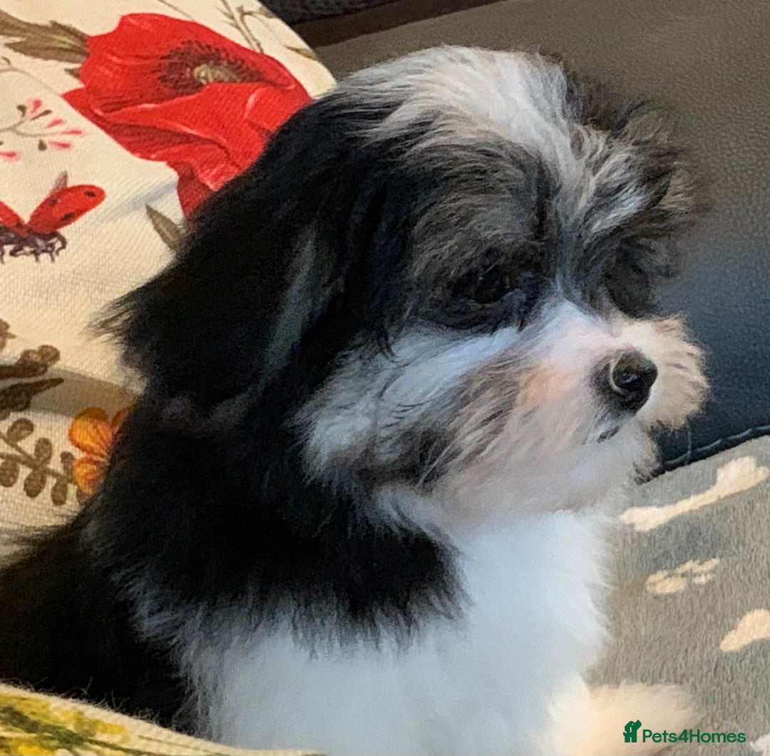 Maltese dogs for sale: Adorable little Maltese puppies  - Image 16