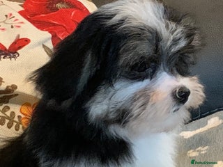 Maltese dogs Adorable little Maltese puppies - Advert 16