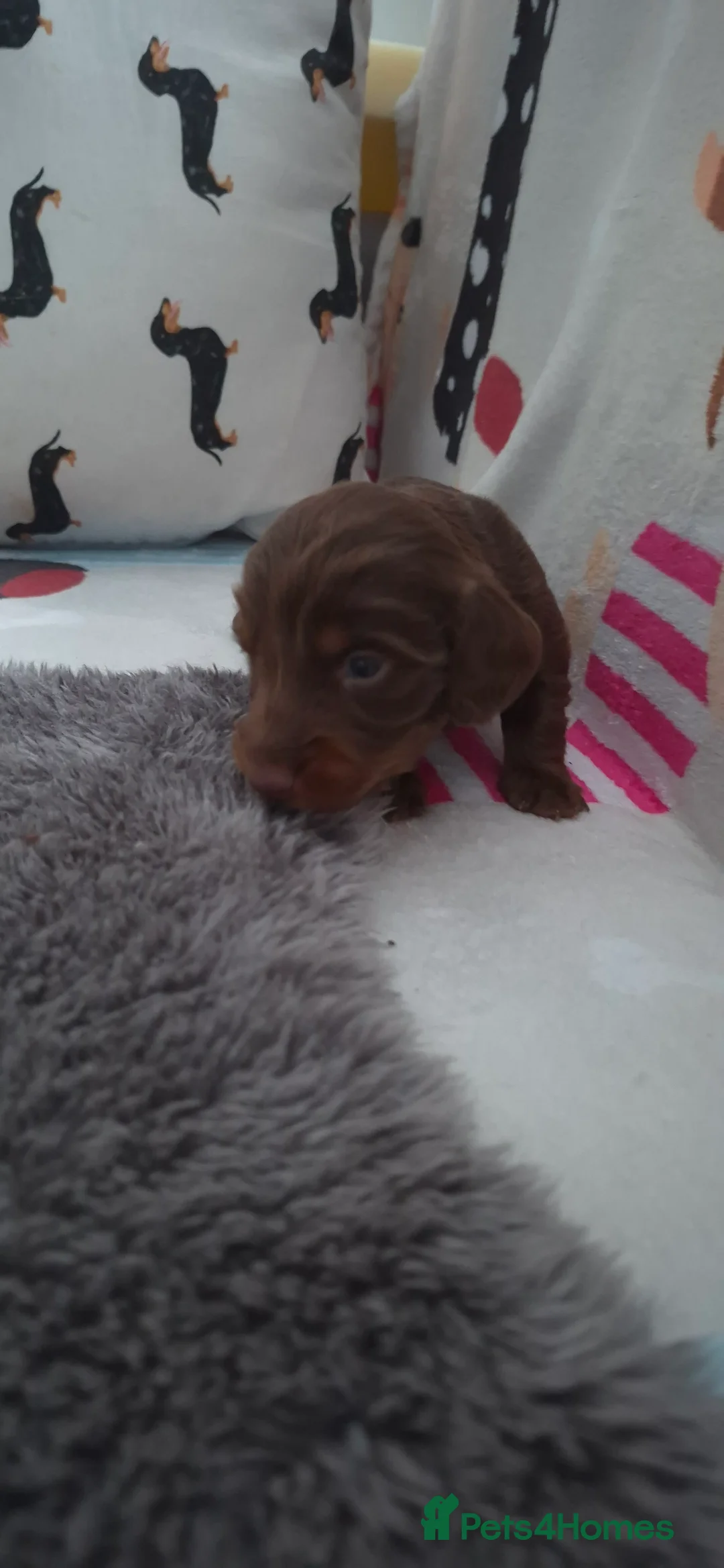 Dachshund dogs for sale: Miniature dachshunds long hair boys puppies - Advert 18