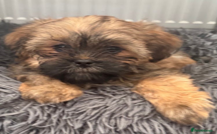 Shih Tzu dogs - Advert 7