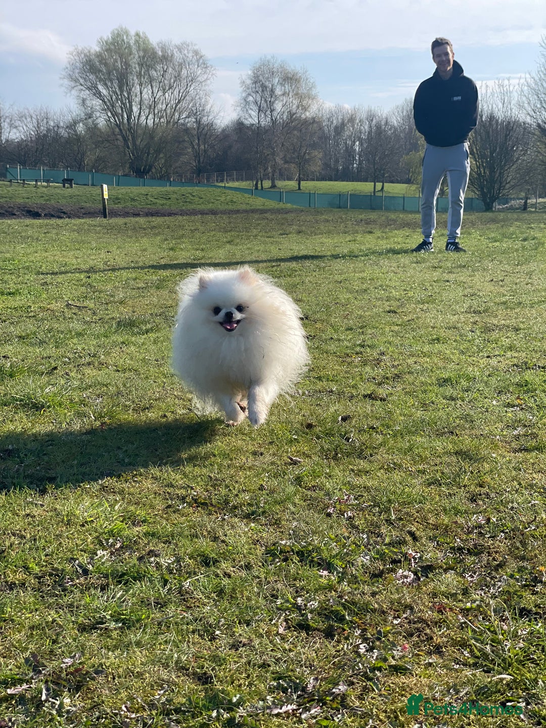 Pomeranian dogs for sale: White KENNEL CLUB Registered CHAMPION Bloodlines - Image 32