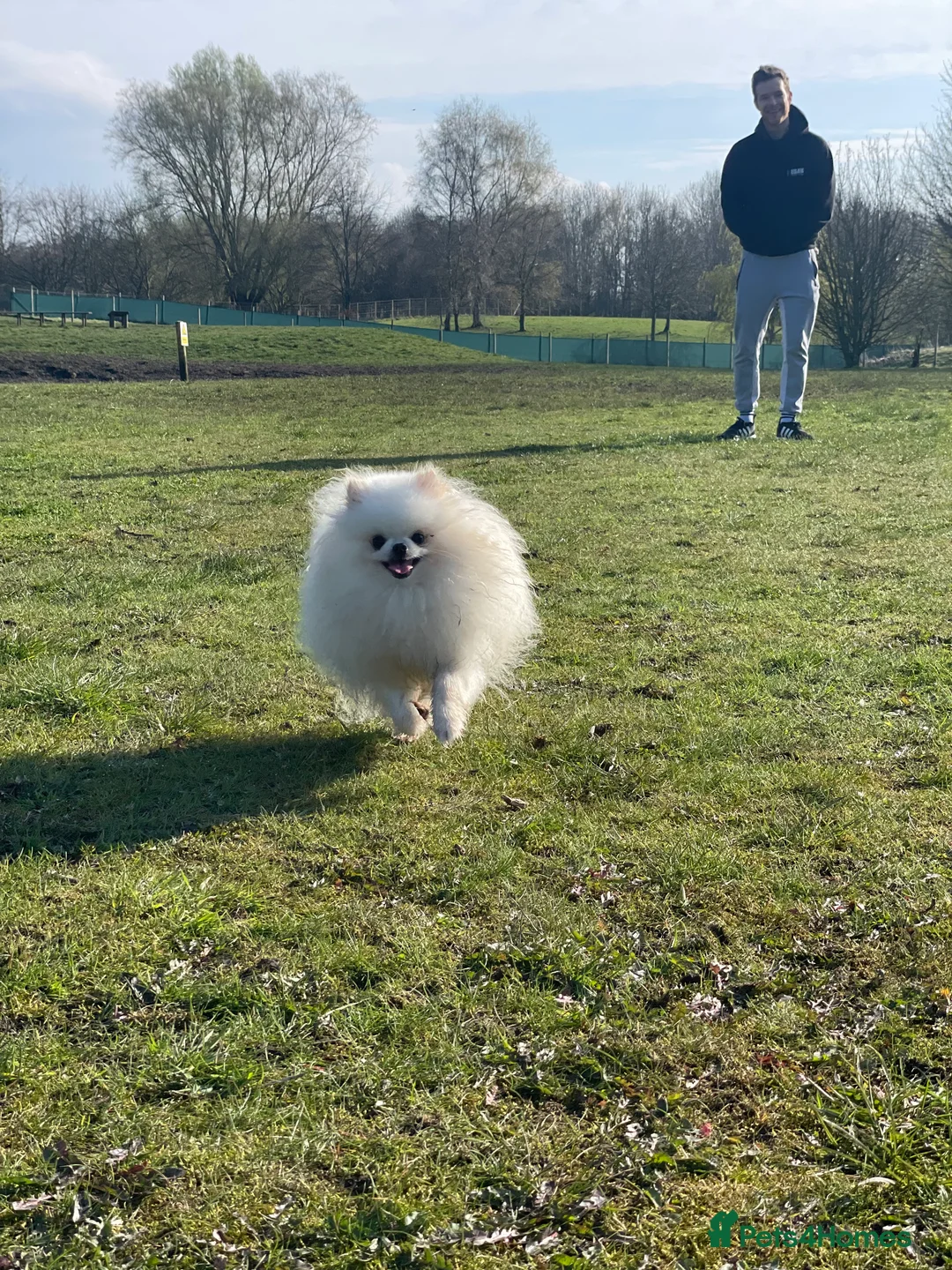 Pomeranian dogs for sale: White KENNEL CLUB Registered CHAMPION Bloodlines - Advert 27
