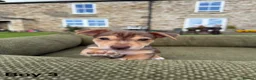 Jack Russell dogs for sale: Black & Tan Jack Russell Puppies  in Richmond - Advert 13