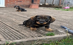 Dachshund dogs for sale: Beautiful standard wirehaired dachshund  - Image 3