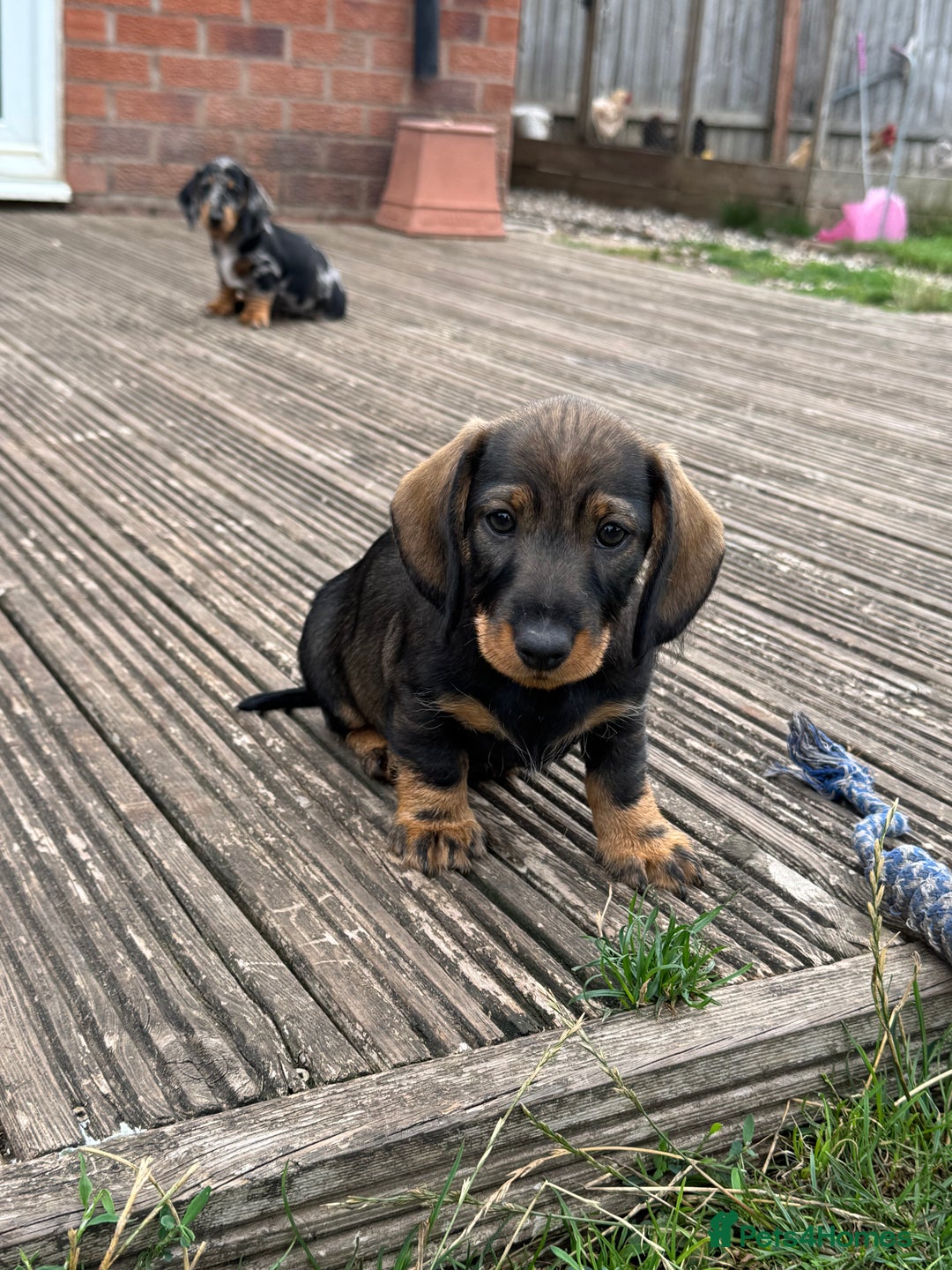 Dachshund dogs for sale: Beautiful standard wirehaired dachshund  - Image 3