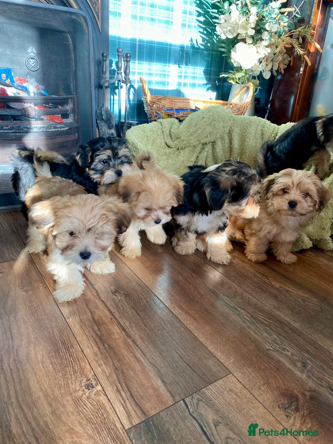 Morkie dogs for sale: Morkie puppies  - Advert 14