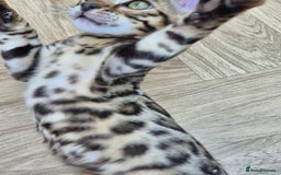 Bengal cats for sale: Bengal boy - Image 13