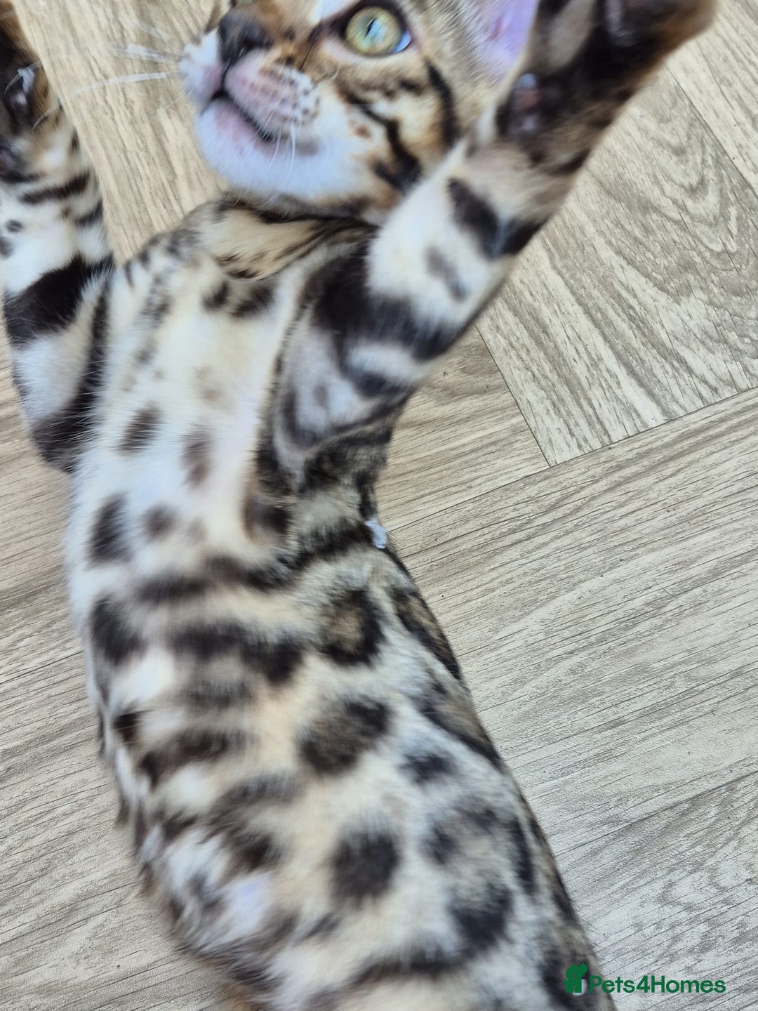 Bengal cats for sale: Bengal boy - Image 13