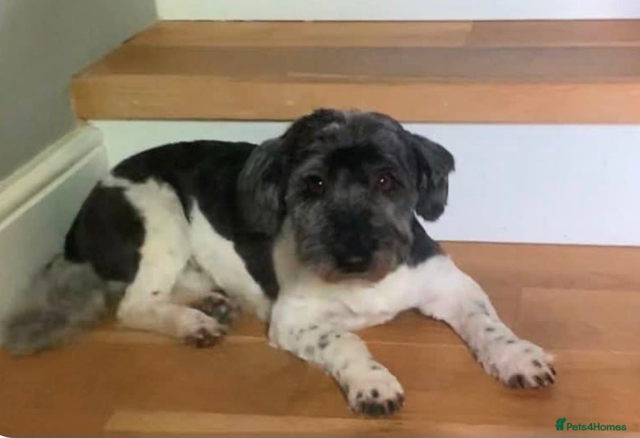 Mixed Breed dogs Petra - Advert 5