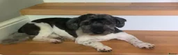 Mixed Breed dogs for adoption: Petra - Advert 1
