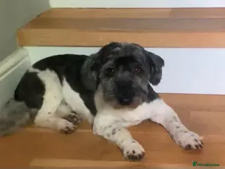 Mixed Breed dogs Petra - Advert 1