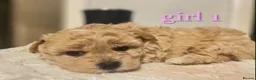 Maltipoo dogs for sale: 🐾our adorable F1 Maltipoo twin puppies🐾 - Advert 2