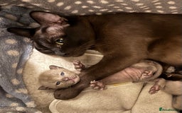 Burmese cats for sale: Four beautiful, bouncy, robust GCCF-reg'd kittens - Image 2