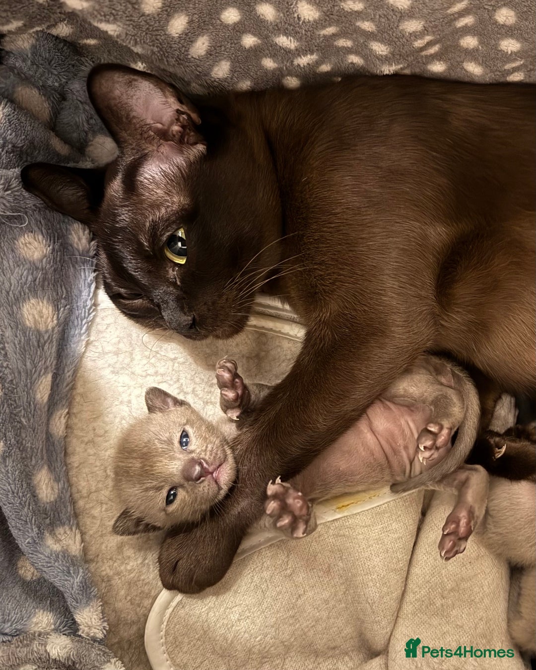 Burmese cats for sale: Four beautiful, bouncy, robust GCCF-reg'd kittens - Image 2