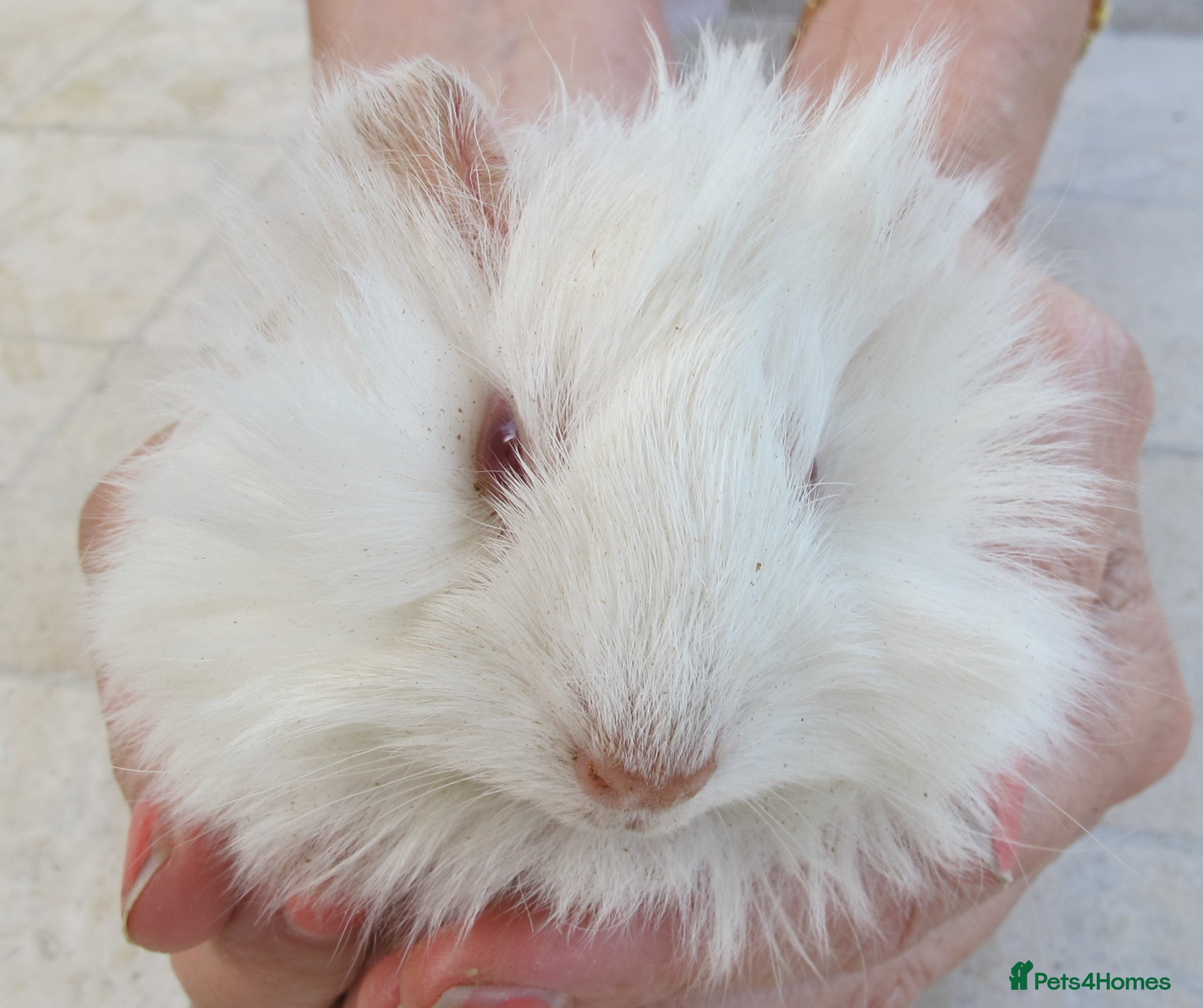 Guinea Pig rodents Male & Female guinea pigs various types & colours  - Advert 6