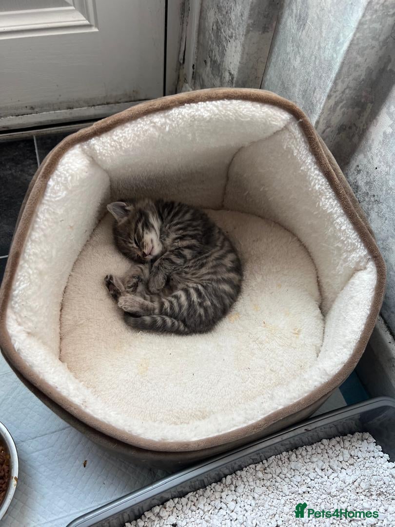 Mixed Breed cats for sale: Cat,s - Advert 5