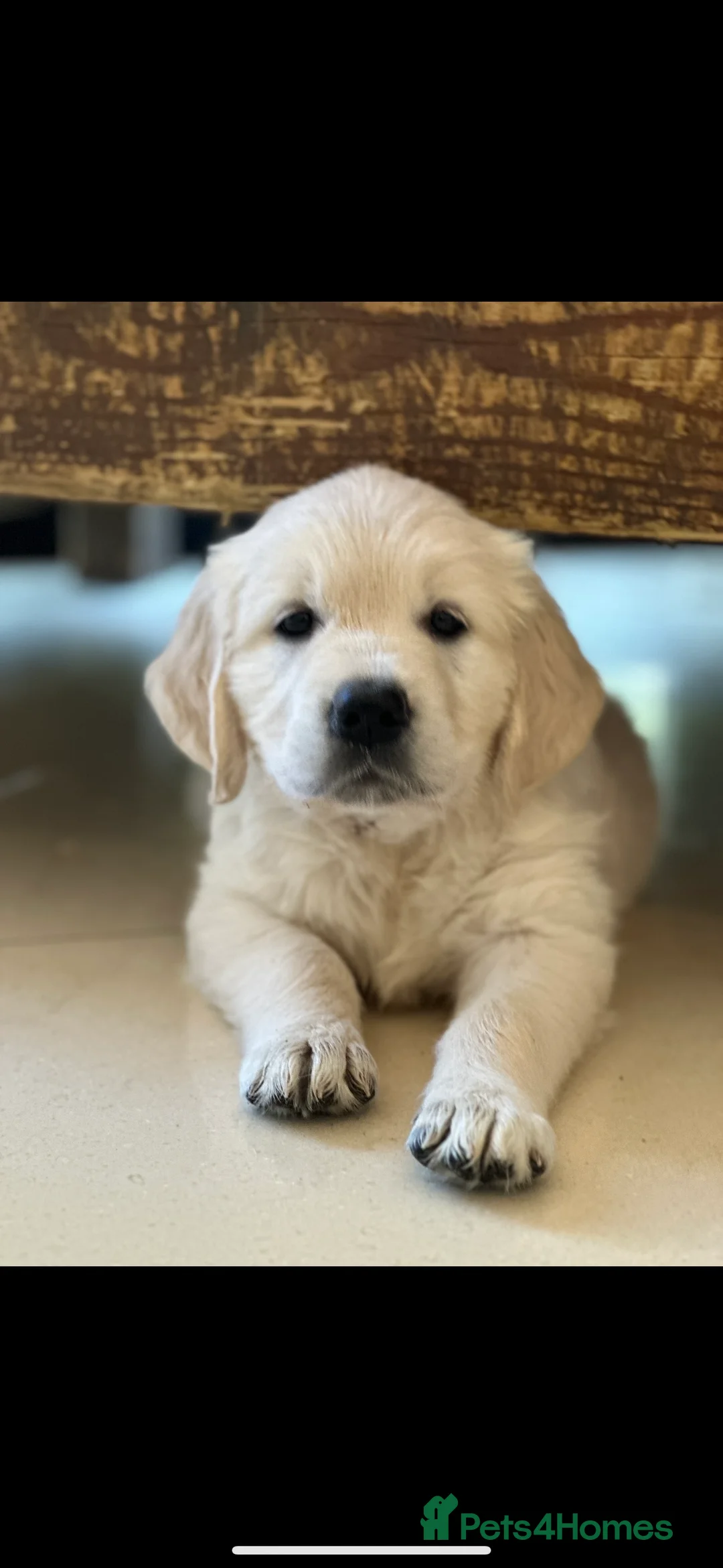 Golden Retriever dogs for stud: STUD KC FULLY HEALTH TESTED PROVEN TRAMIN IMPORT  in Blackpool - Advert 10