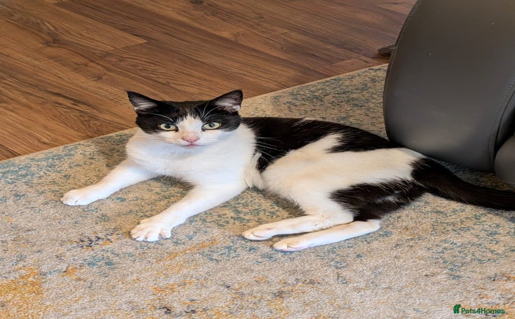 Domestic Shorthair cats - Advert 3