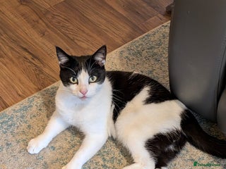 Domestic Shorthair cats for adoption: Buddy - Advert 1