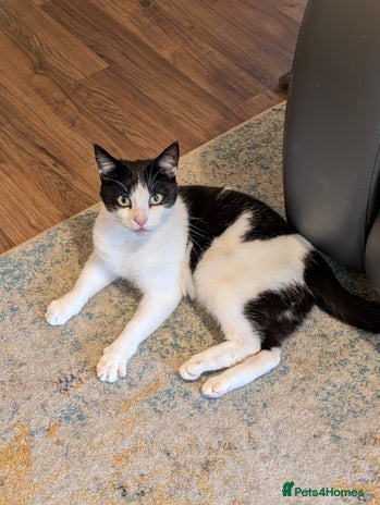 Domestic Shorthair cats Buddy - Advert 2