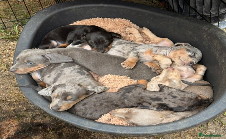 Miniature Dachshund dogs - Advert 1