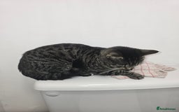 Domestic Shorthair cats for sale: Mario - Image 2