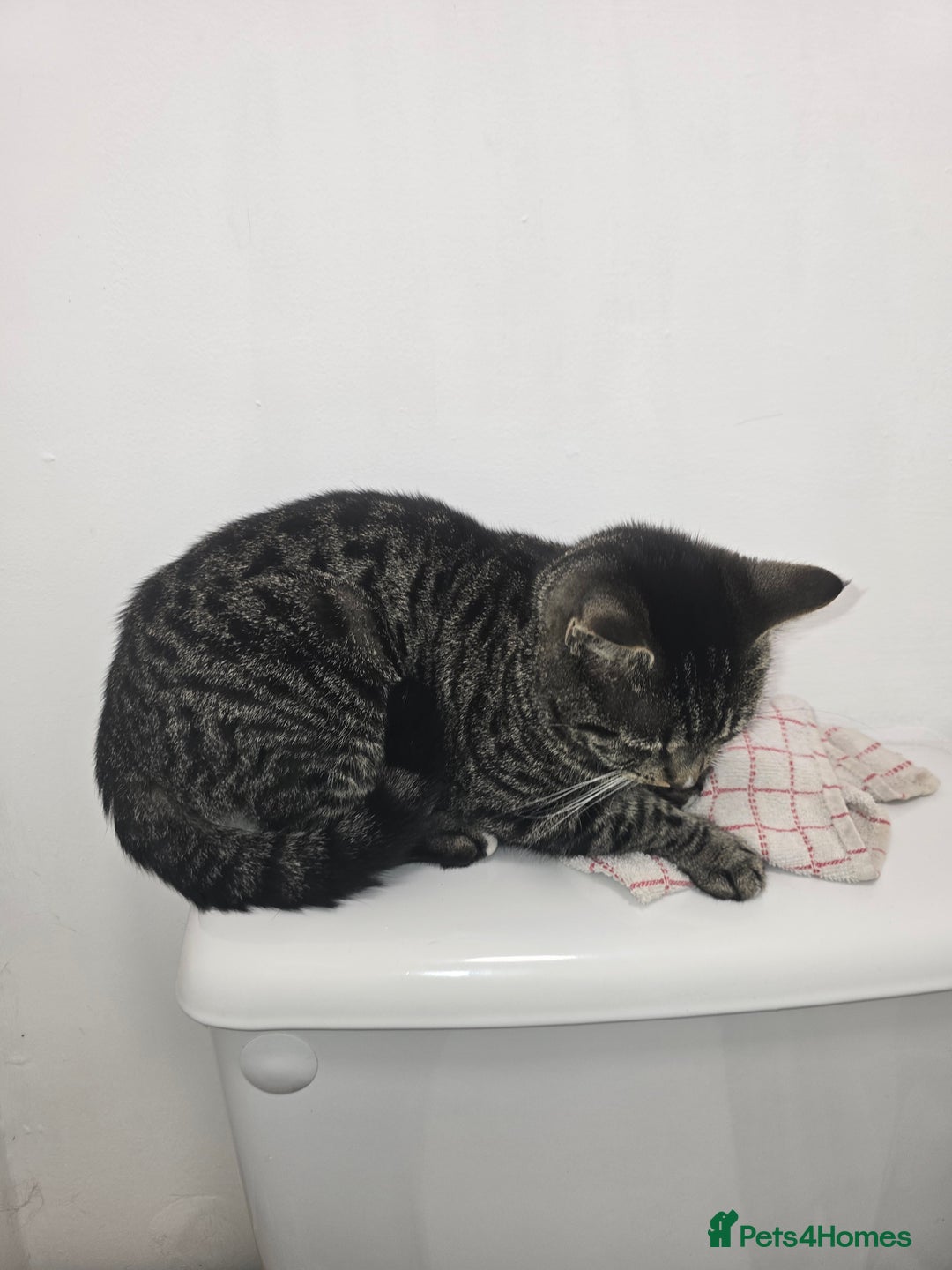 Domestic Shorthair cats for sale: Mario - Image 2