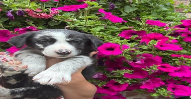 Border Collie dogs - Advert 2