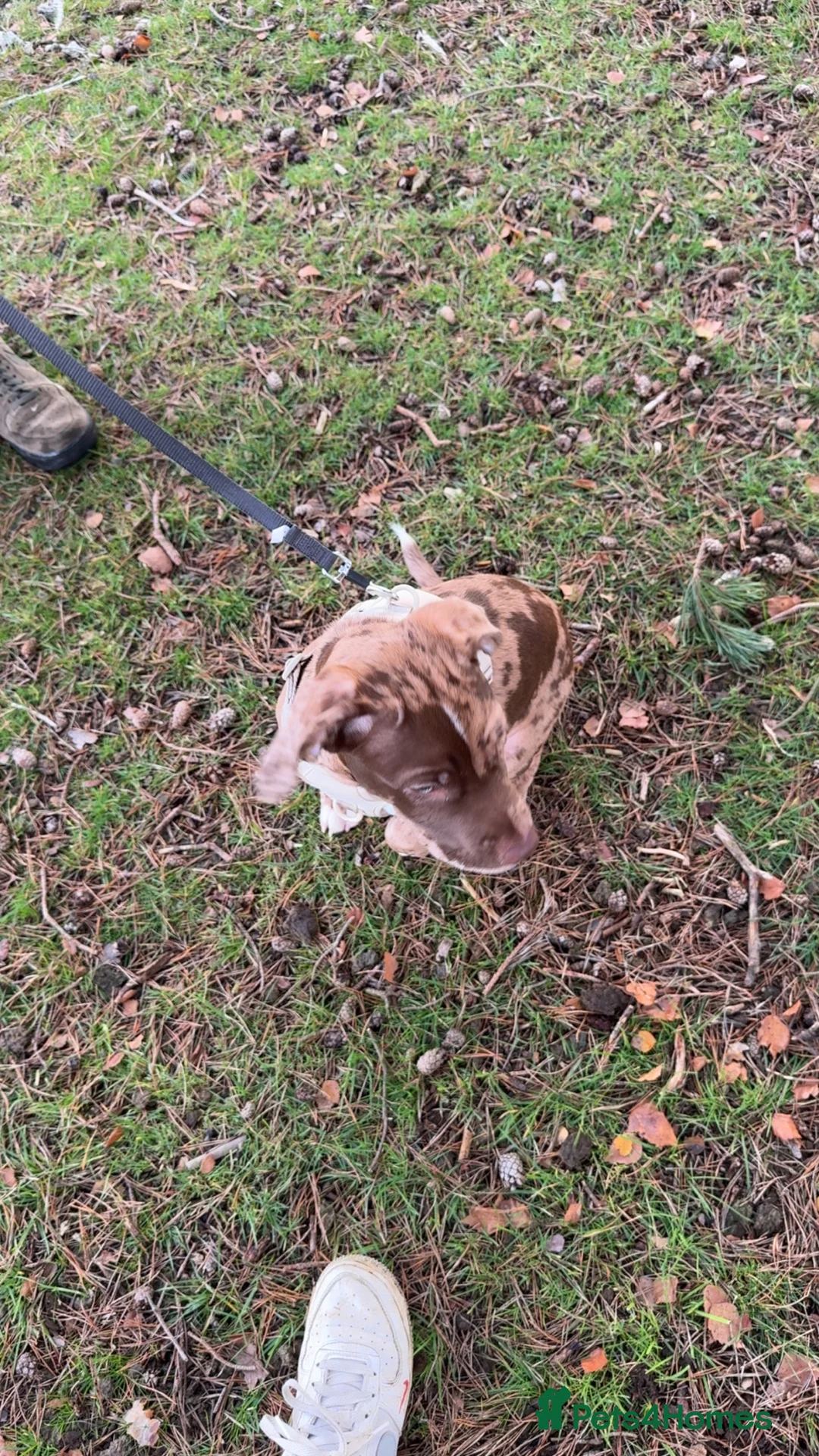Mixed Breed dogs for sale: 6 month old puppy  - Advert 1