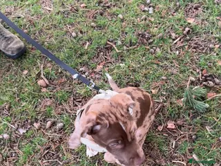 Mixed Breed dogs 6 month old puppy - Advert 9