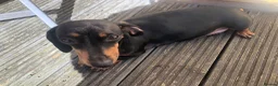 Miniature Dachshund dogs for sale: Beautiful mini dachshund  in Sandy - Advert 13