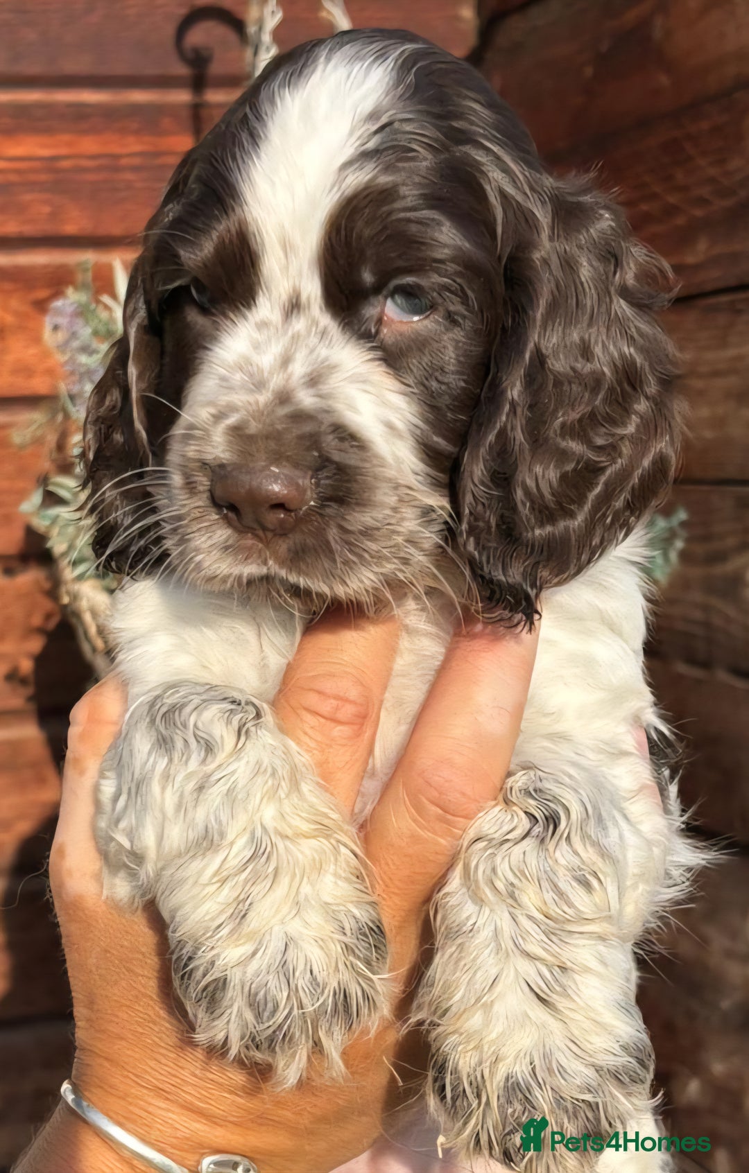 Cocker Spaniel dogs for sale: Show type cocker spaniel puppies  - Image 7