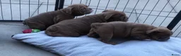 English Bulldog dogs for sale: Beautiful litter of English/British Bulldogs - Advert 16
