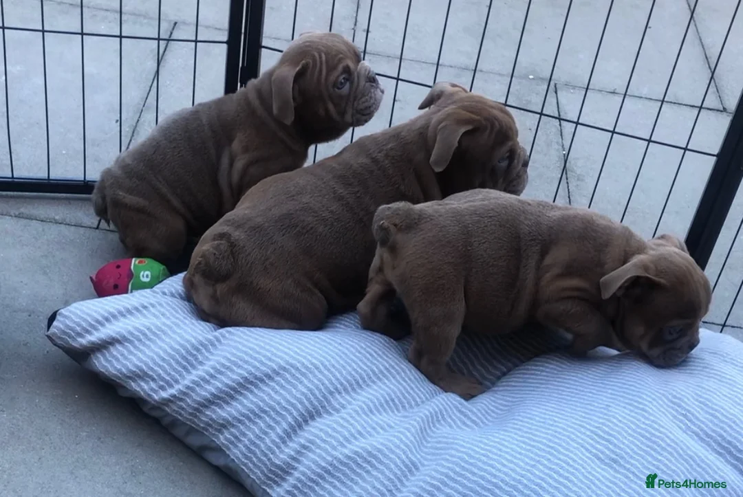English Bulldog dogs for sale: Beautiful litter of English/British Bulldogs - Advert 16