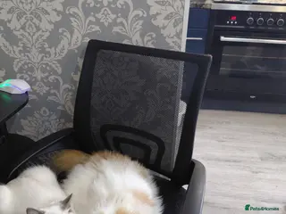 Persian cats Persian x ragdoll - Advert 17