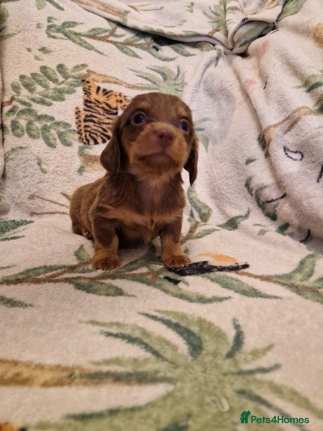 Miniature Dachshund dogs for sale: ⭐️🌈Beautiful miniature dachshunds🌈⭐️ - Advert 3
