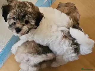 Shihpoo dogs Beautiful 3rd Generation Shihpoos - Advert 5