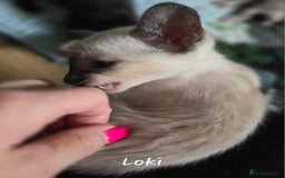 Siamese cats for sale: *1 left*Beautiful GCCF registered Siamese kittens  - Image 21