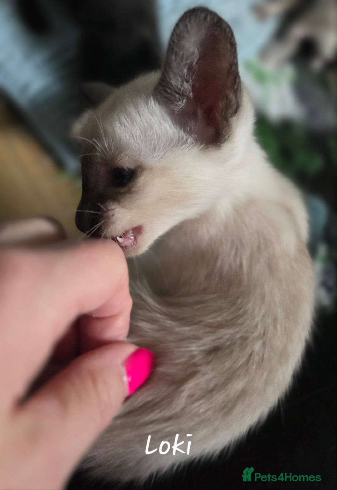 Siamese cats for sale: *1 left*Beautiful GCCF registered Siamese kittens  - Image 21
