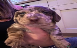 Mixed Breed dogs for sale: Dachshund puppies  - Image 1