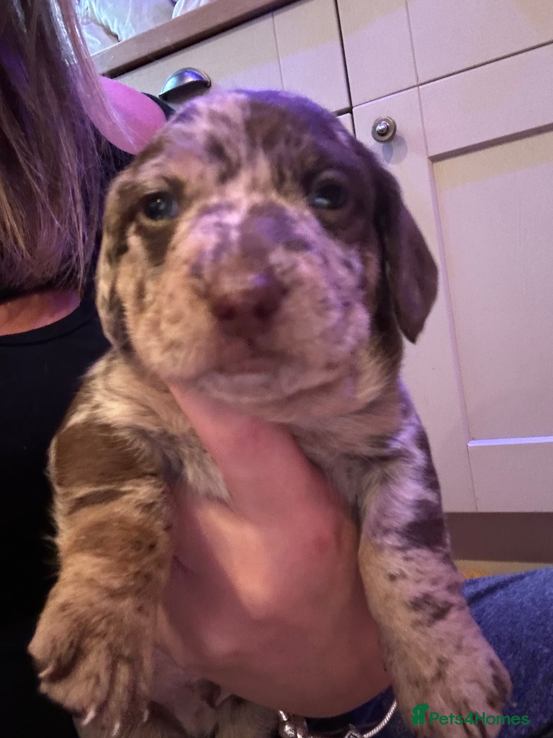 Mixed Breed dogs for sale: Dachshund puppies  - Image 1